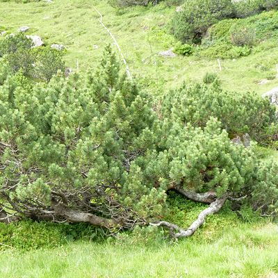 Pinus mugo Turra subsp. mugo, © 2011, Peter Bolliger – Murgtal