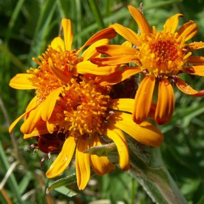 Tephroseris capitata (Wahlenb.) Griseb. & Schenk, © 2010, Michael Jutzi – Gantrisch BE, Nünenenflue