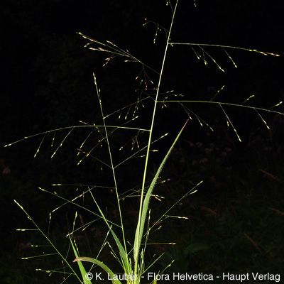 Panicum barbipulvinatum Nash, © 2022, Michael Hassler – Flora Helvetica – Haupt Verlag