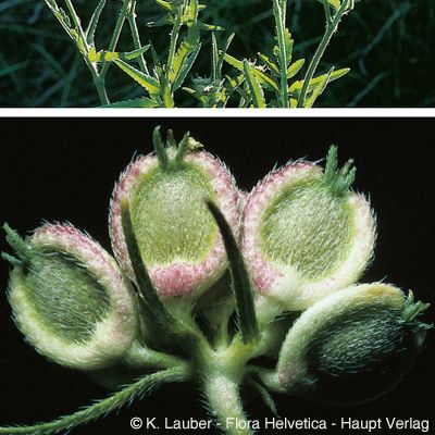 Tordylium maximum L., © 2022, Konrad Lauber – Flora Helvetica – Haupt Verlag