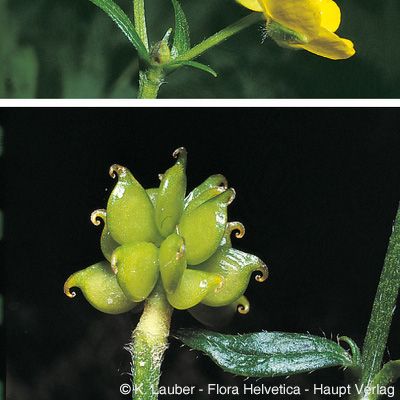 Ranunculus tuberosus Lapeyr., © 2022, Konrad Lauber – Flora Helvetica – Haupt Verlag