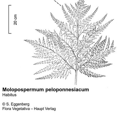 Molopospermum peloponnesiacum (L.) W. D. J. Koch, © 2022, Stefan Eggenberg – Flora Vegetativa © Haupt Verlag