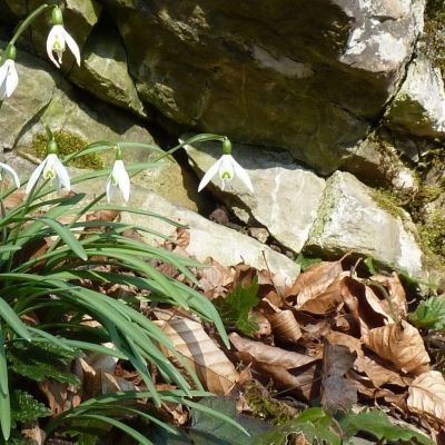 Galanthus nivalis L., © 2014, R. & P. Bolliger – Werdenberg (SG)