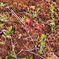 9/15 - © Copyright 2014 Patrice Prunier – VI.2.1.1.1 - Sphagnetum medii, Ste-Croix CH-VD