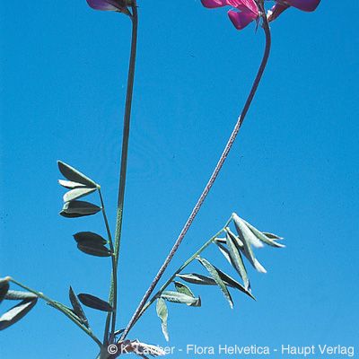 Onobrychis montana DC., © 2022, Konrad Lauber – Flora Helvetica – Haupt Verlag