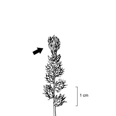 Carex disticha Huds., 7 January 2021, © 2022, Stefan Eggenberg – Flora Vegetativa - Haupt Verlag