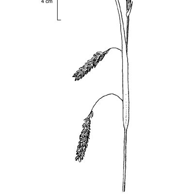 Carex flacca Schreb., 7 January 2021, © 2022, Stefan Eggenberg – Flora Vegetativa - Haupt Verlag