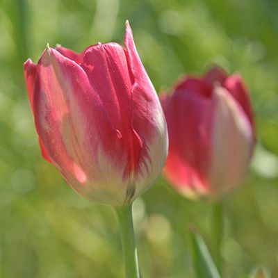 Tulipa aximensis E. P. Perrier & Songeon, © 2007, Beat Bäumler – Sion (VS)