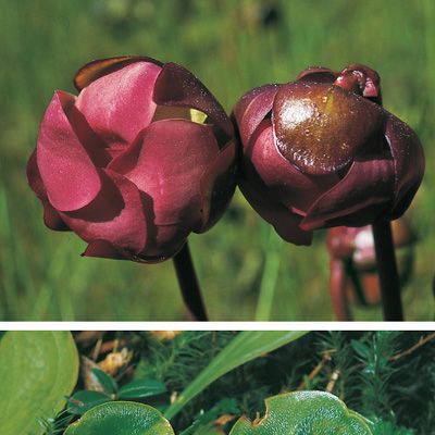 Sarracenia purpurea L., © 2022, Konrad Lauber – Flora Helvetica – Haupt Verlag