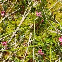 6/15 - © Copyright 2025 Patrice Prunier – VI.2.1.1.1 - Sphagnetum medii, Lamoura F-39
