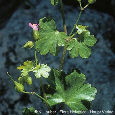 Geranium lucidum L., © 2022, Konrad Lauber – Flora Helvetica – Haupt Verlag