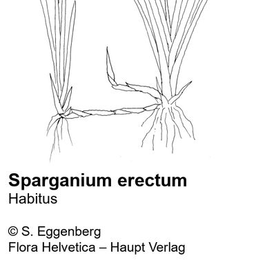 Sparganium erectum L., 25 January 2022, © 2022, Stefan Eggenberg – Flora Helvetica – Haupt Verlag