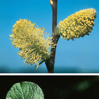 Salix aurita L., © 2022, Konrad Lauber – Flora Helvetica – Haupt Verlag
