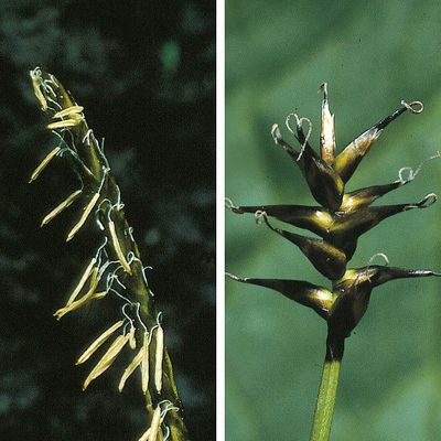 Carex davalliana Sm., © 2022, Konrad Lauber – Flora Helvetica – Haupt Verlag