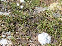 5/6 - © 2013, Patrice Prunier – IV.1.1.1.4 - Salici herbaceae-Caricetum lachenalii, Fuorcla Minor Berninapass CH-Gr