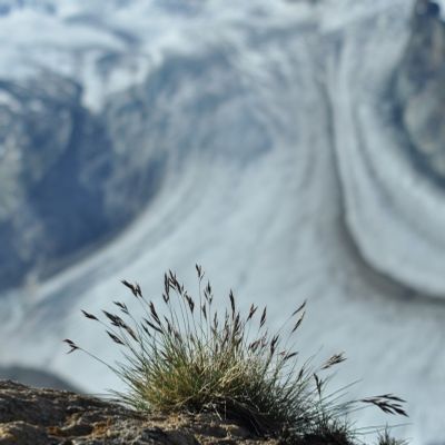 Festuca halleri aggr., © 2011, Wolfgang Bischoff – Zermatt (vs)