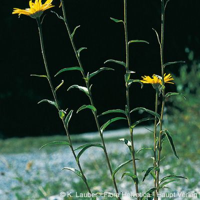 Buphthalmum salicifolium L., © 2022, Konrad Lauber – Flora Helvetica – Haupt Verlag