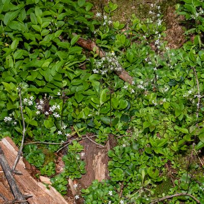 Saxifraga cuneifolia L., 29 June 2018, © Copyright Françoise Alsaker