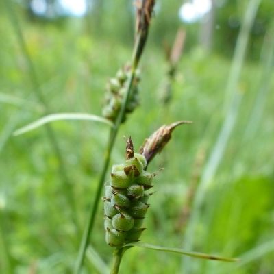 Carex tomentosa L., © 2015, Peter Bolliger – Erlinsbach (AG)