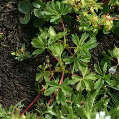 Alchemilla pentaphyllea L., © Copyright Christophe Bornand