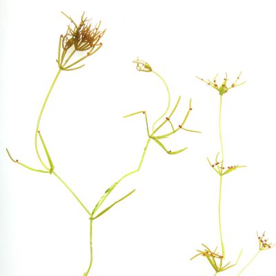 Nitellopsis obtusa (Desv.) J. Groves, © 2012, A. Boissezon – Pieds mâles de Nitellopsis obtusa.