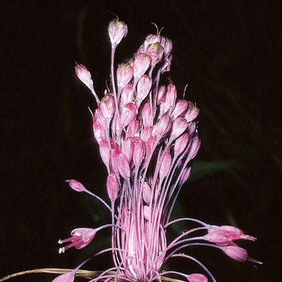Allium carinatum subsp. pulchellum Bonnier & Layens, © 2022, Konrad Lauber – Flora Helvetica – Haupt Verlag