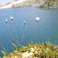16/22 - © Copyright 2015 Patrice Prunier – VI.2.1.2.1 - Empetro hermaphroditi-Sphagnetum fusci, Grimsel CH-VS