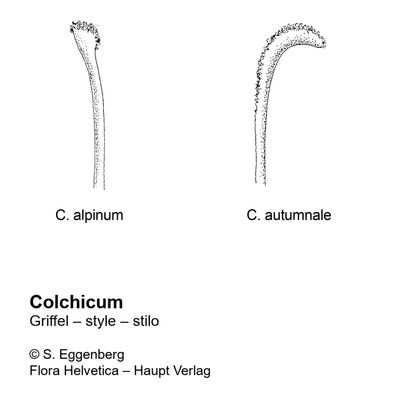 Colchicum alpinum DC., 7 January 2021, © 2022, Stefan Eggenberg – Flora Helvetica – Haupt Verlag, comparison figure