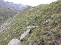 5/5 - © 2013, Patrice Prunier – IV.2.1.1.2 - Elyno-Caricetum rosae, Tallinen Zermatt CH-Vs