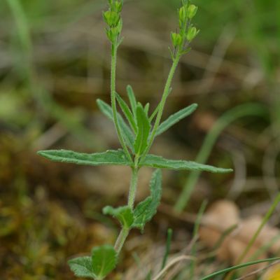 Veronica orsiniana Ten., © Copyright Christophe Bornand