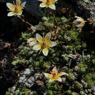 Saxifraga bryoides L., © 2022, Hugh Knott – Zermatt