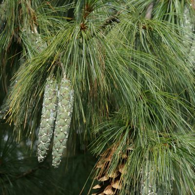 Pinus strobus L., © Copyright Christophe Bornand