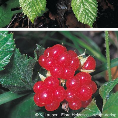 Rubus saxatilis L., © 2022, Konrad Lauber – Flora Helvetica – Haupt Verlag