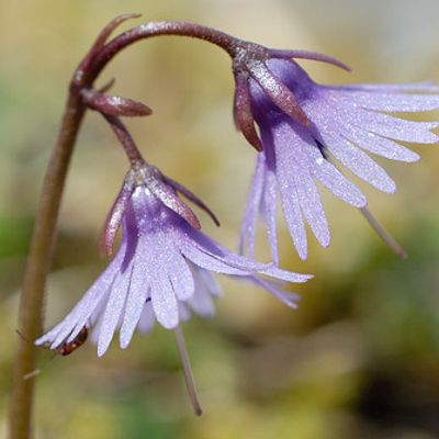 Soldanella alpina L., © 2008, Beat Bäumler – La Dôle (VD)