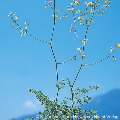 Thalictrum minus subsp. saxatile Ces., © 2022, Konrad Lauber – Flora Helvetica – Haupt Verlag