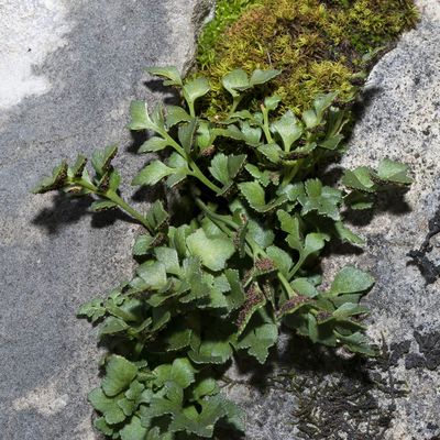 Asplenium ruta-muraria L., 4 September 2018, © Copyright Françoise Alsaker – Aspleniaceae
