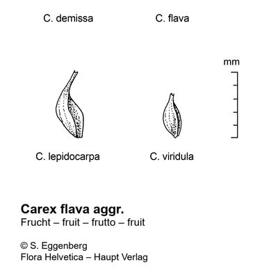 Carex lepidocarpa Tausch, 2 December 2022, © 2022, Stefan Eggenberg – Flora Vegetativa - Haupt Verlag