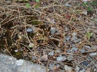 1/7, 22 April 2012 - © 2012, Patrice Prunier – III.4.2.1.4 - Saxifrago tridactylito-Poetum compressae, Etrembières FR-74