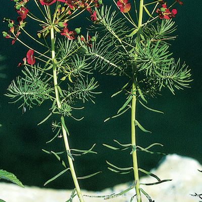 Euphorbia cyparissias L., © 2022, Konrad Lauber – Flora Helvetica – Haupt Verlag