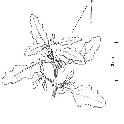 Chenopodium glaucum L., © 2022, Stefan Eggenberg – Flora Vegetativa © Haupt Verlag