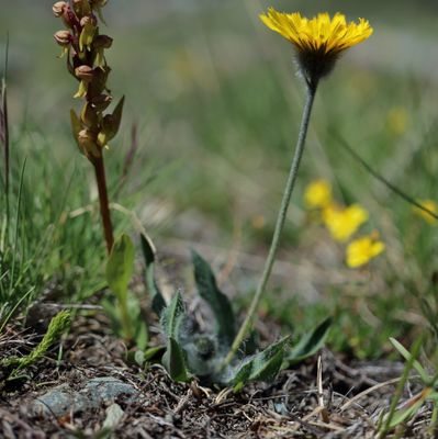 Coeloglossum viride (L.) Hartm., © 2022, Hugh Knott – Zermatt