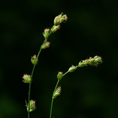 Carex divulsa Stokes, © Copyright Christophe Bornand
