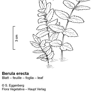Berula erecta (Huds.) Coville, 12 January 2023, © 2022, Stefan Eggenberg – Flora Vegetativa © Haupt Verlag