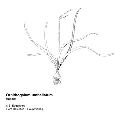 Ornithogalum umbellatum L., © 2022, Stefan Eggenberg – Flora Helvetica – Haupt Verlag