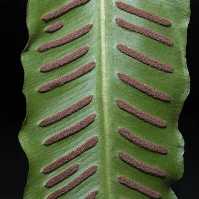 Phyllitis scolopendrium (L.) Newman, 1 August 2018, © Copyright Françoise Alsaker