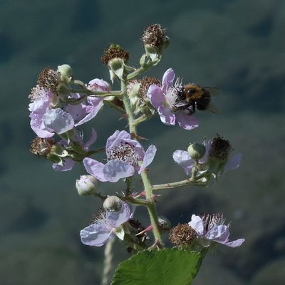 Rubus armeniacus Focke, 6 July 2017, © Copyright Françoise Alsaker – Rosaceae