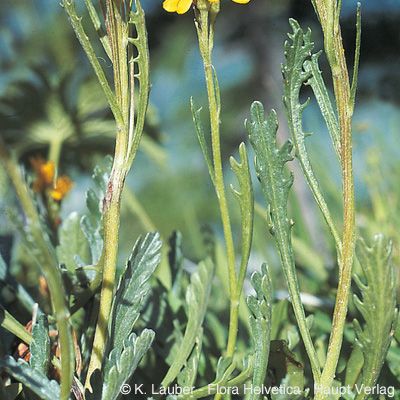 Senecio incanus subsp. carniolicus (Willd.) Braun-Blanq., © 2022, Konrad Lauber – Flora Helvetica – Haupt Verlag