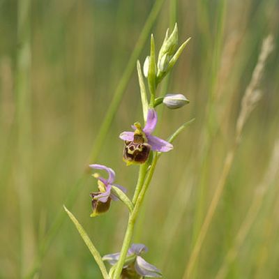 Ophrys holosericea subsp. elatior (R. Engel & P. Quentin) H. Baumann & Künkele, © 2007, Beat Bäumler – Allondon (GE)