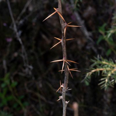 Berberis vulgaris L., 7 April 2017, © Copyright Françoise Alsaker – Berberidaceae Sauerdorngewächse