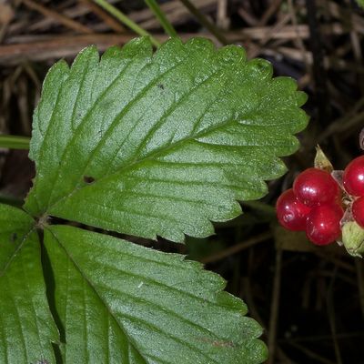Rubus saxatilis L., 26 July 2017, © Copyright Françoise Alsaker – Rosaceae